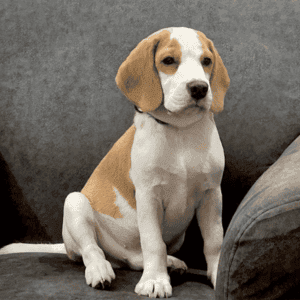 În prezentarea lui Ginger, un Beagle vibrant de 6 luni, care radiază Puterea Animalelor de Companie în fiecare moment jucăuș. Entuziasmul său față de jucăriile cu sfoară și mingile de tenis este contagios, aducând bucurie proprietarului său Jahnavi, un Talent Acquisition Business Partner. Natura afectuoasă a lui Ginger strălucește în timp ce se cuibărește pe poale și așteaptă cu nerăbdare timpul de joacă, totuși latura sa șireată iese la iveală cu un latrat persistent pentru jucăriile salvate de sub canapea, adăugând farmec personalității sale irezistibile.